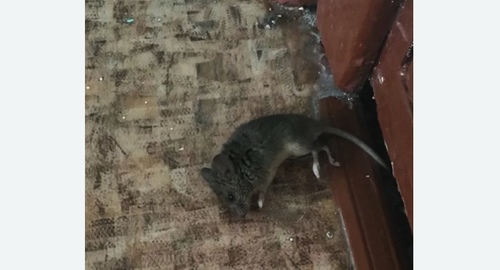 Дезинфекция от мышей в Кузнечном
