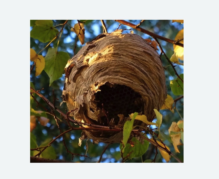 Обработка от шершней в Кузнечном