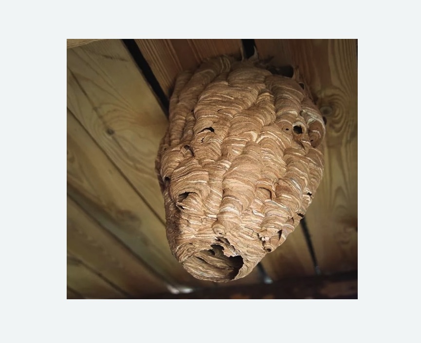 обработка от шершней в Кузнечном