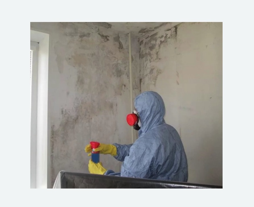 Удаление плесени в квартире в Кузнечном