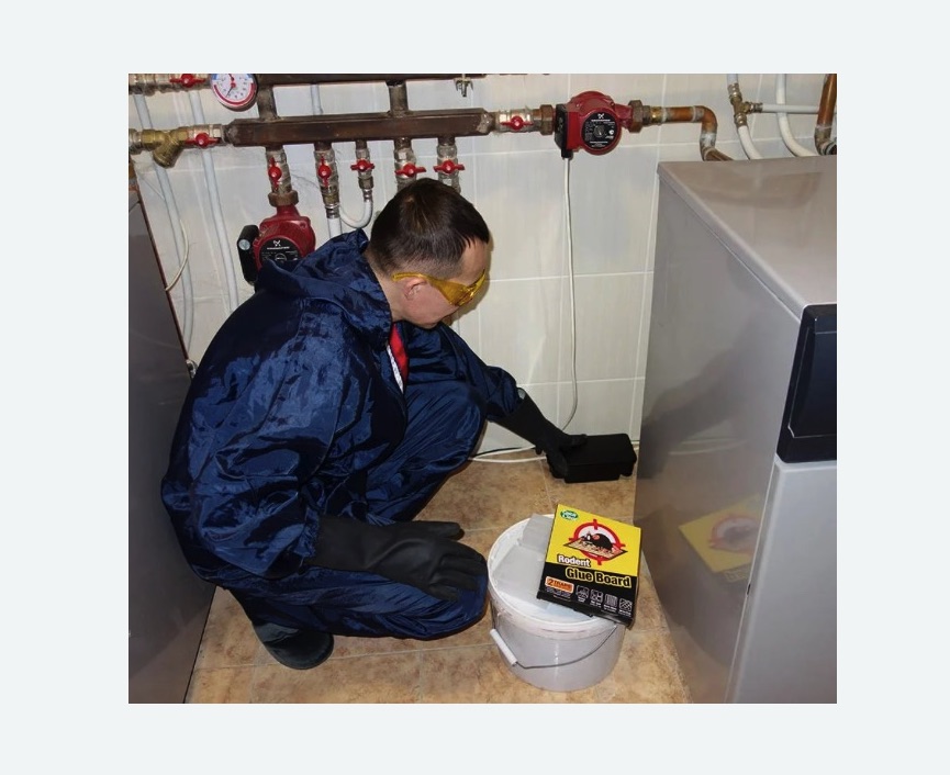 Уничтожение крыс в Кузнечном