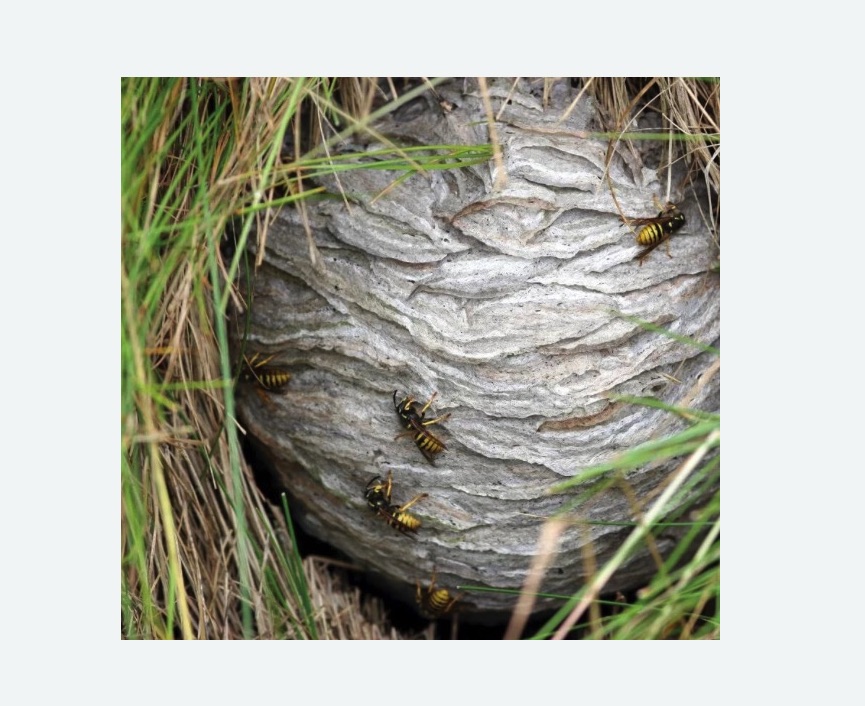 Уничтожение ос и ульев в Кузнечном